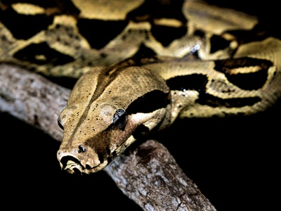 Boa constrictor
