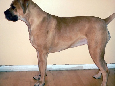 Boerboel