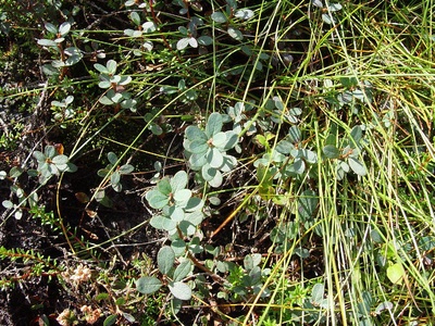 Bog Bilberry