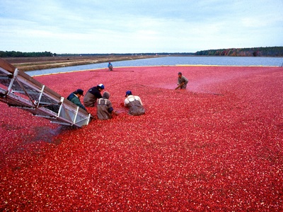 Bog cranberry