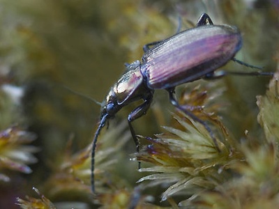 Bog Ground Beetle