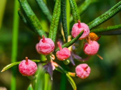 Bog laurel
