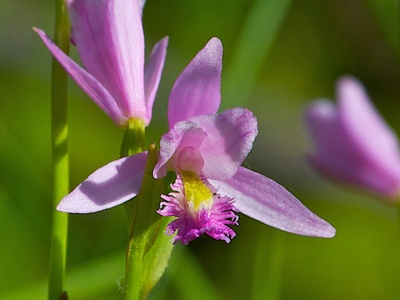 Bog orchid (Rose pogonia)