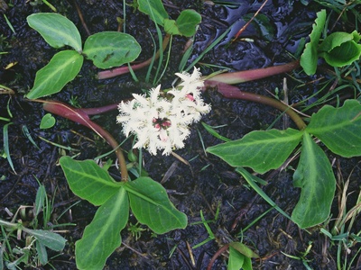 Bogbean