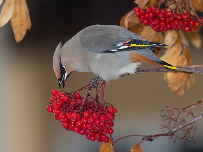 Bohemian waxwing