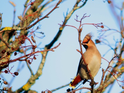 Bohemian Waxwing