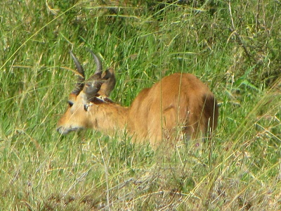 Bohor reedbuck