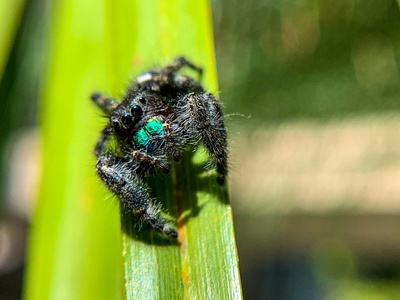 Bold Jumping Spider