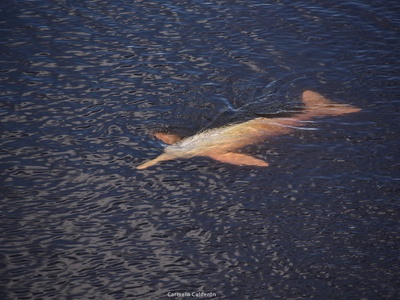 Bolivian River Dolphin