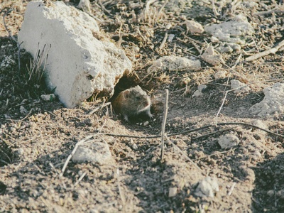 Bolivian Spiny-rat