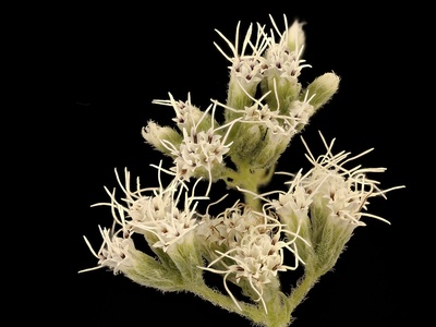 Boneset