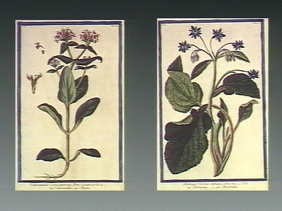 Borage