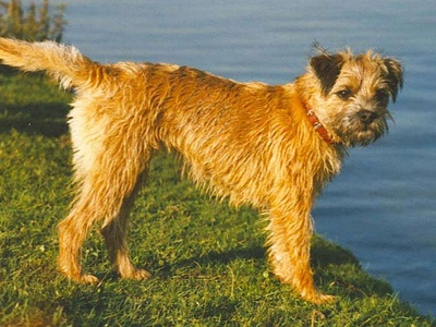 Border Terrier