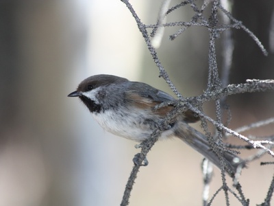 Boreal Chickadee