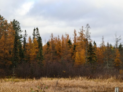 Boreal redpoll (lesser redpoll populations)