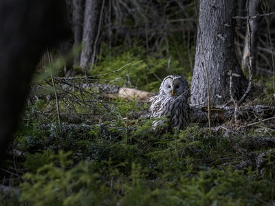 Boreal (Tengmalm's) Owl