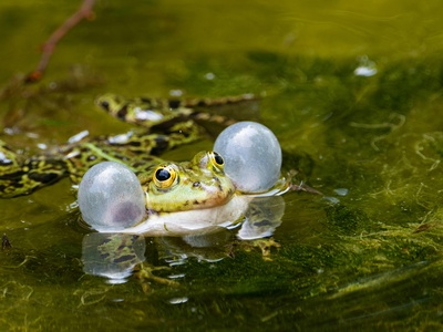 Botall's Bubble-nest Frog