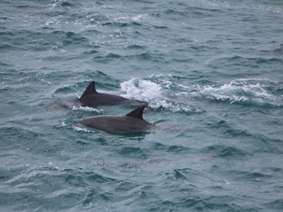 Bottlenose dolphin (Indo-Pacific)