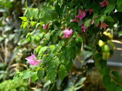 Bougainvillea