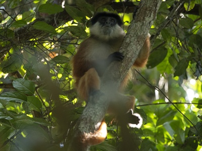 Bouvier's Red Colobus