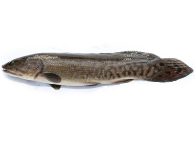 Bowfin