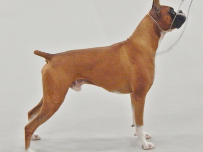 Boxer
