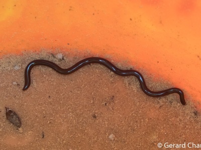 Brahminy Blindsnake