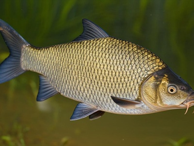 Bream