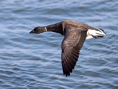 Brent Goose