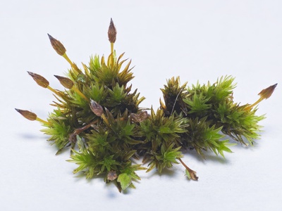 Bristle moss