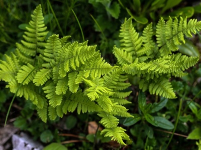 Brittle Bladder-fern