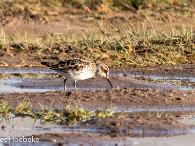 Broad-billed Sandpiper