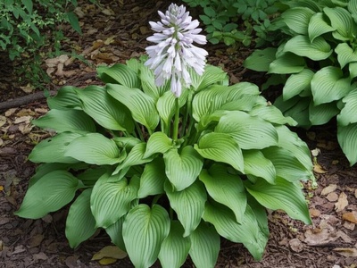 Broad-leaved Hosta