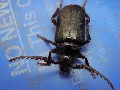 Broad-necked Root Borer