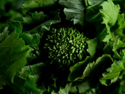 Broccoli Rabe