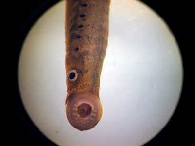 Brook Lamprey