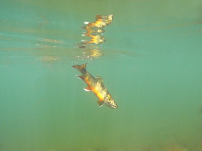 Brook Trout
