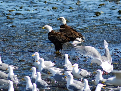 Brown-headed Gull