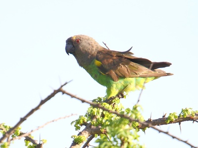 Brown-necked Parrot