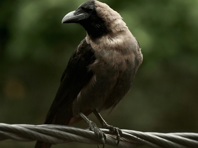 Brown-necked Raven