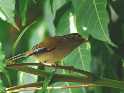 Brown Babbler