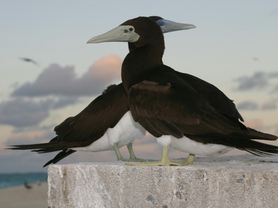 Brown Booby