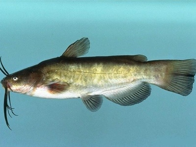 Brown Bullhead