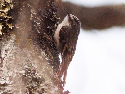 Brown Creeper