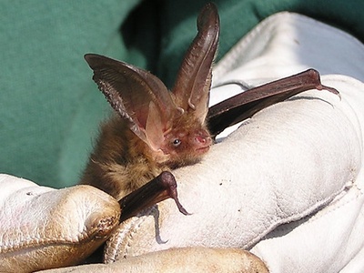 Brown long-eared bat