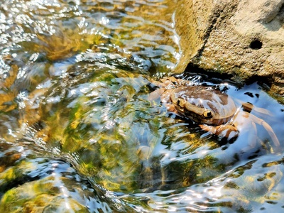 Brown Stream Frog