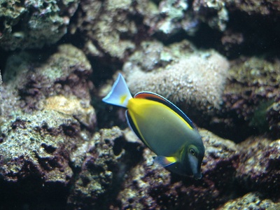 Brown tang