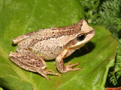 Brown Tree Frog