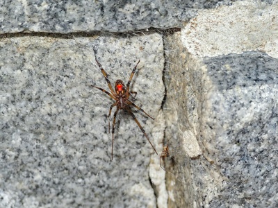 Brown widow