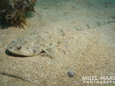 Brushtooth lizardfish